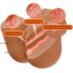 Wendy Vibratore E Succhiatore Realistico Per Polso Femminile Con Suono 11 Kg - Crazy Bull - immagine 7